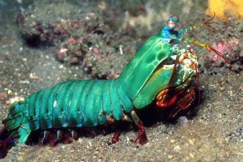camarão mantis